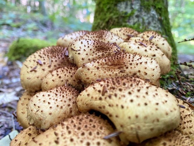 Mushroom