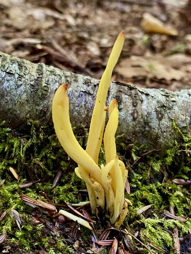 Yellow finger coral mushroom (Madracis auretenra)