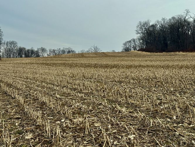 Corn as far as the eye can see