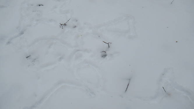 Vole tracks in the snow