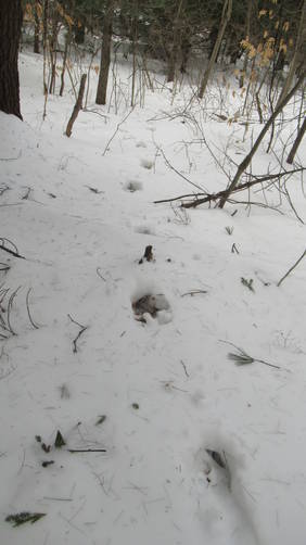 Moose tracks headed to the beaver pond