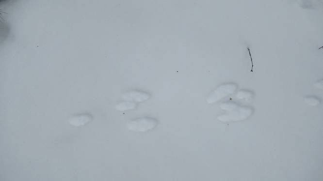 Squirrel tracks or perhaps hare?