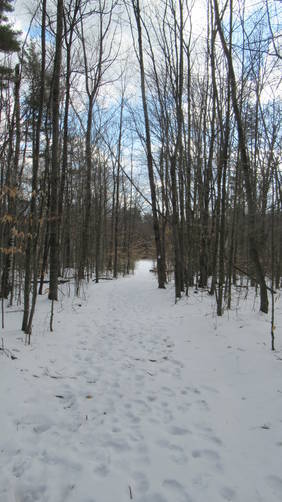 Trail heads back out of the woods to another smaller meadow