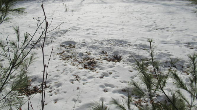 Deer may have made these impressions in the snow. Marking their sleeping spot.