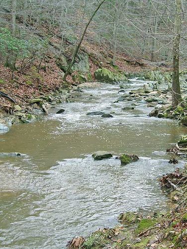 Picture 5 of Scotts Run Nature Preserve Hike 011405