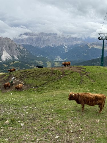 Cows standing in the wide open pastures below Seceda Ridge