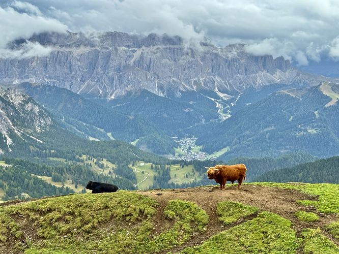 Cows stand in the foreground with beautiful alpine views from the meadows of Seceda Ridge