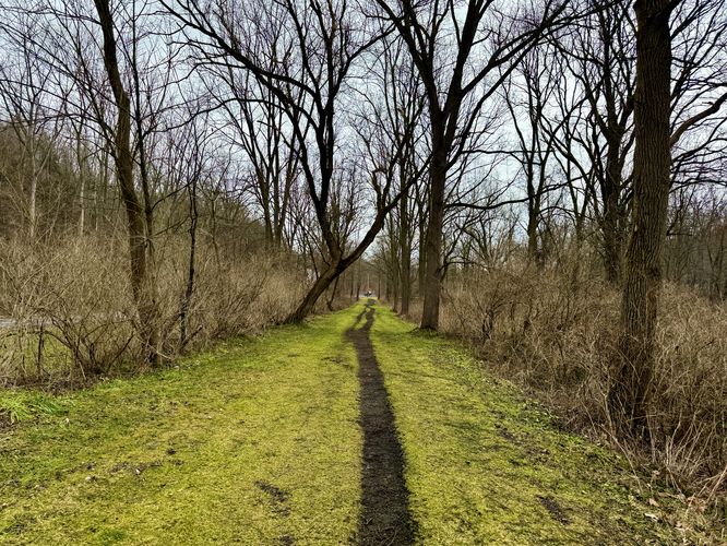 Lush grass with the skinny dirt of the Keuka Outlet Trail