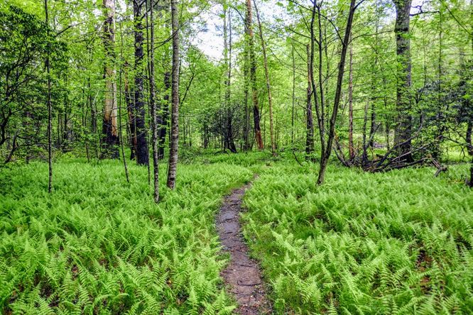 Picture 4 of Setrock Creek Falls and South Toe River 050519