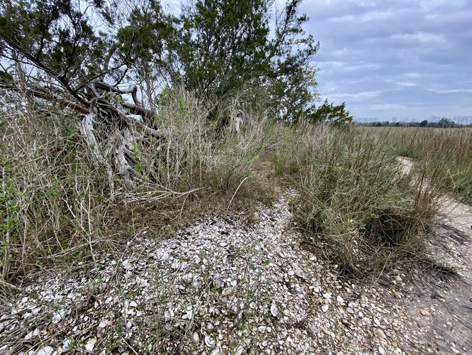 Native American clam mound (massive w/thousands of clam shells)