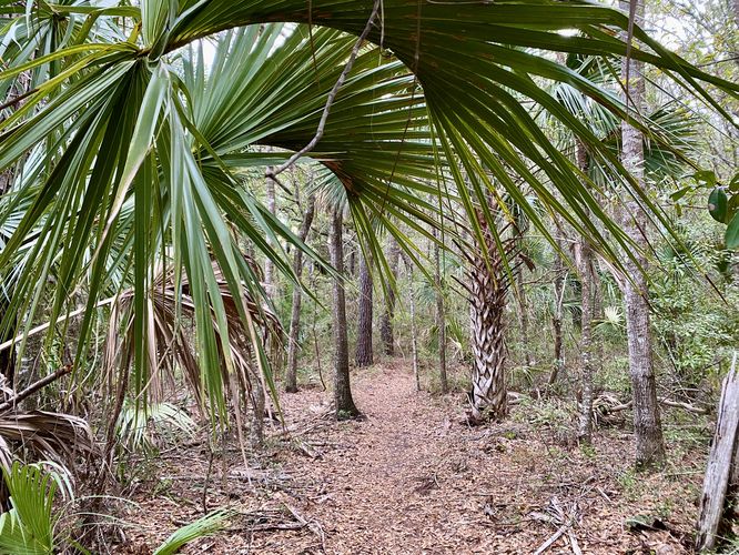 Hiking to the Shell Ring through palmetto forest