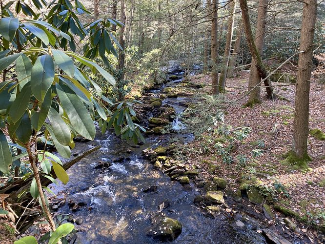 Above Sand Spring Run alongside rhododendron