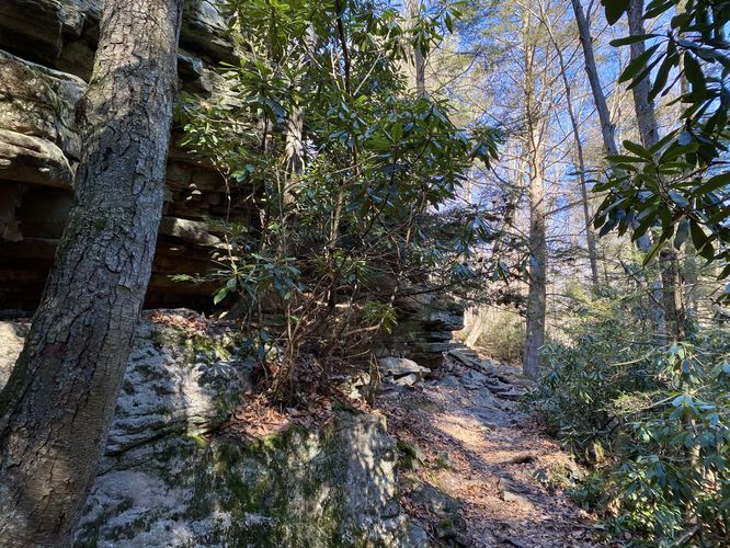Ledges and rhododendron along the Shades of Death Trail