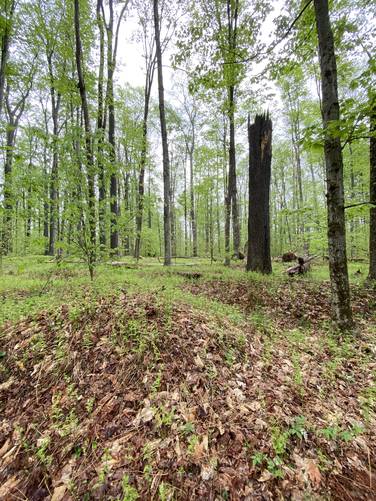 Undulated ground shows signs of long-lost timber from ~150+ years ago