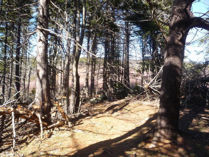 Trail through wooded section