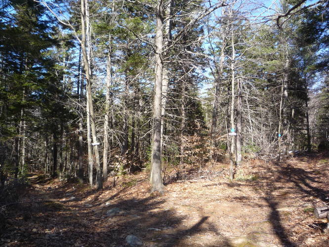 Wooded area where trail begins