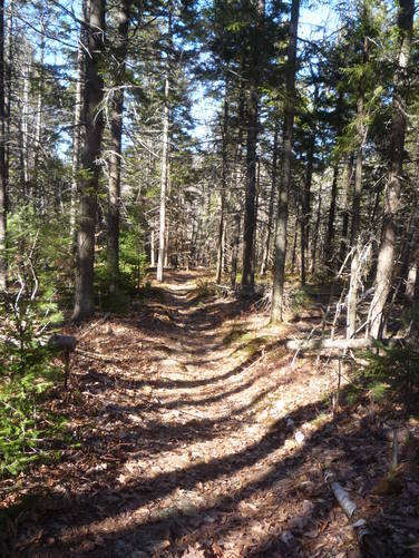 Trail into the Hemlock and Spruce