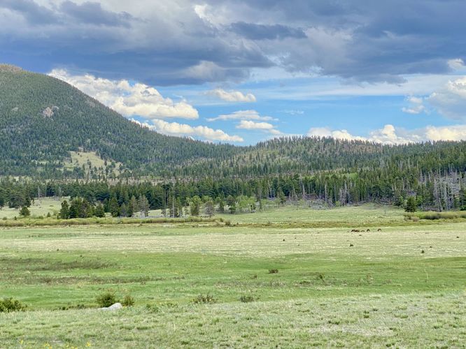 Elk herd eatting dinner in the valley near Sheep Lakes