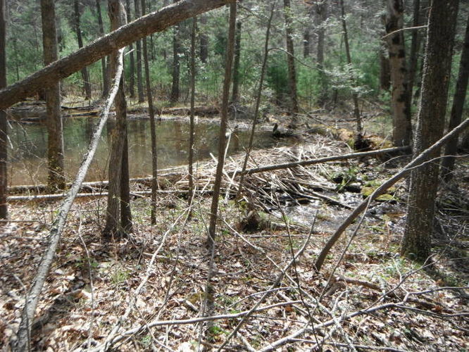 Picture 54 of Shenandoah Mountain Hike 042813