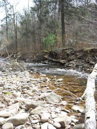 Picture 55 of Shenandoah Mountain Hike 042813