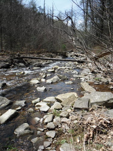 Picture 49 of Shenandoah Mountain Hike 042813