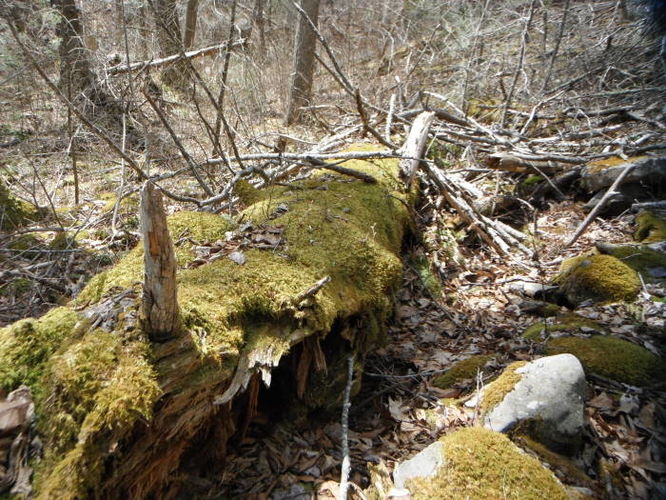 Picture 42 of Shenandoah Mountain Hike 042813