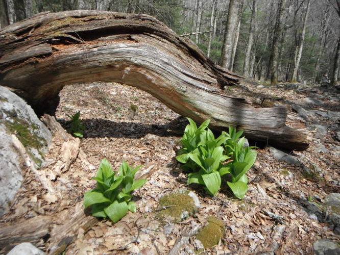 Picture 43 of Shenandoah Mountain Hike 042813
