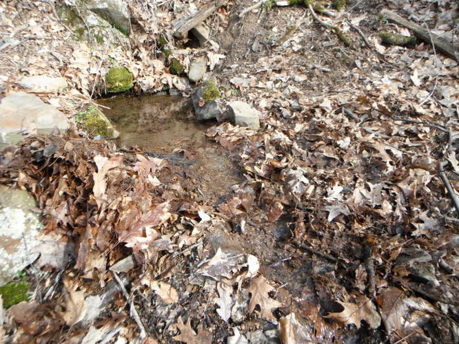 Picture 30 of Shenandoah Mountain Hike 042813