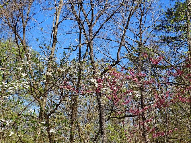 Picture 8 of Shenandoah River State Park Hike 040712