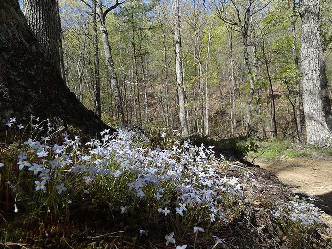 Picture 9 of Shenandoah River State Park Hike 040712