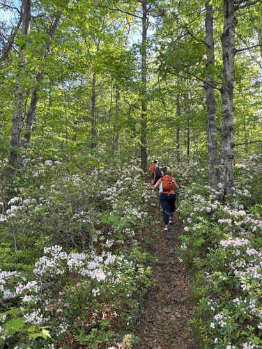 Hiking through blooming mountain laurel