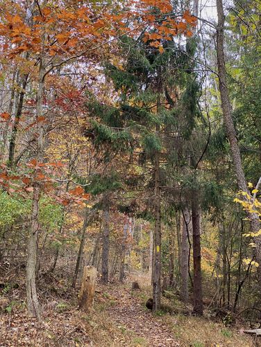 Foliage along the Deer Trail