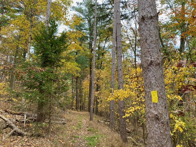 Yellow blaze of the Deer Trail within a pine forest