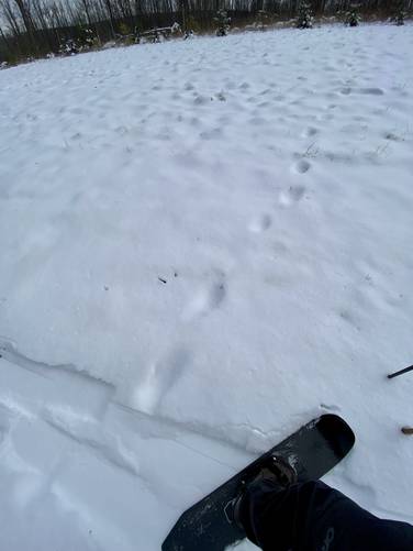 Large bear tracks in the snow - Drift Board for scale