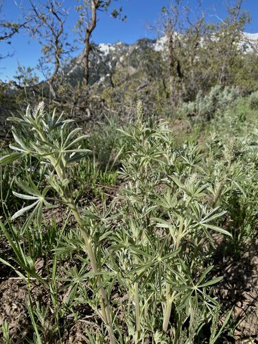 Wild lupine