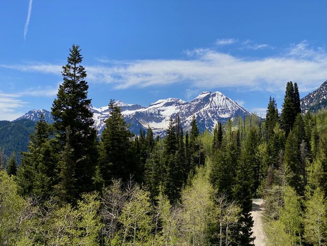 View of Mt. Timp behind the evergreen forest
