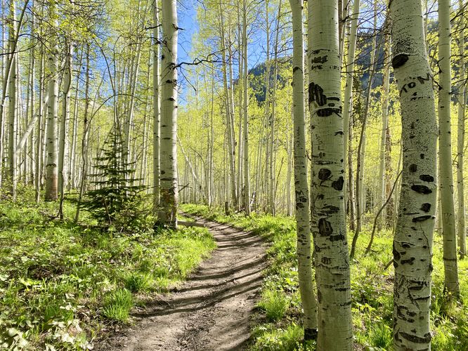 Hiking through aspen along the Silver Lake Trail