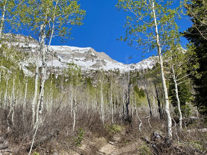 Views of mountains while hiking through Aspen trees along the Silver Lake Trail