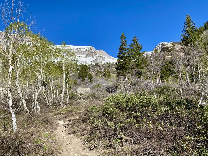 Views of mountains while hiking through Aspen trees along the Silver Lake Trail