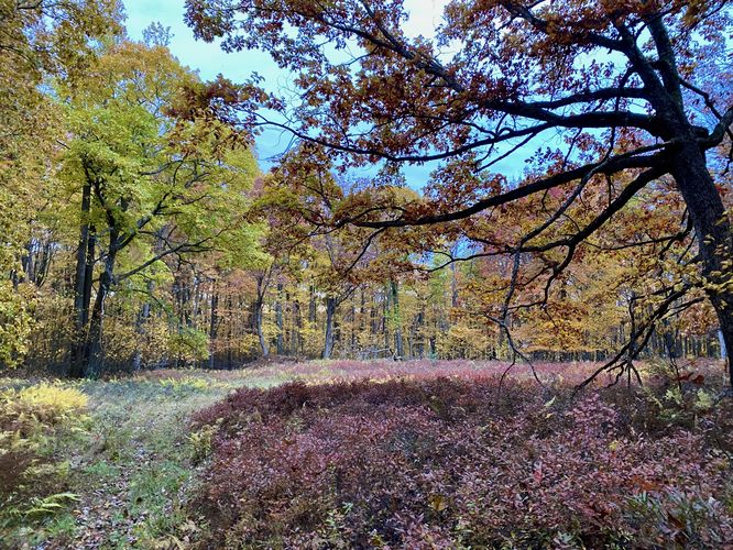 Colorful foliage of blueberry bushes, marks the end of the trail (bushwhacking begins)