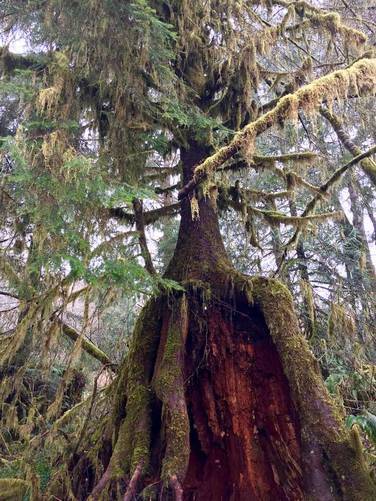 Picture 7 of Sitka Spruce