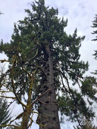 Picture 10 of Sitka Spruce