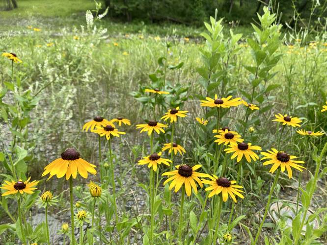 Black-eyed Susan wildflowers