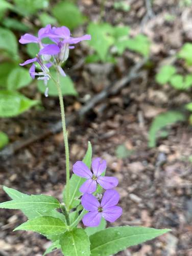 Wildflowers