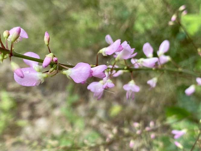 Wildflowers