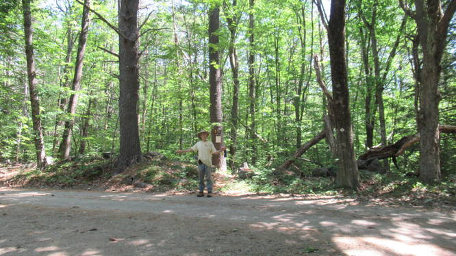 Smith Brook Trail begins across Clement Hill Road