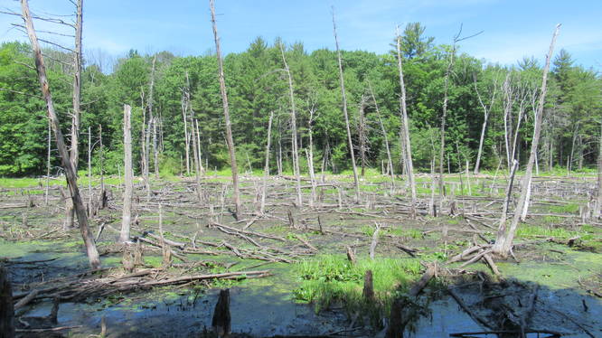 Old beaver pond along Smith Brook Trail