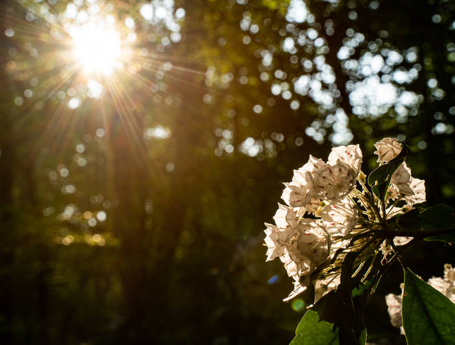 Picture 9 of Smiths Knob Hike