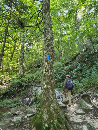 Blue trail blaze marks Sterling Pond Trail 