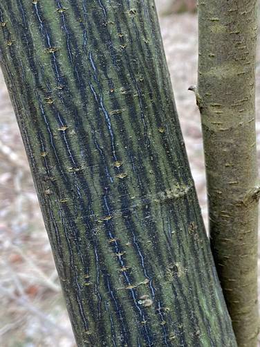 Striped maple tree